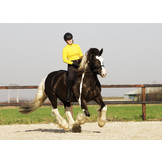 Pardoes de luxe sidepull bitless bridle Leder