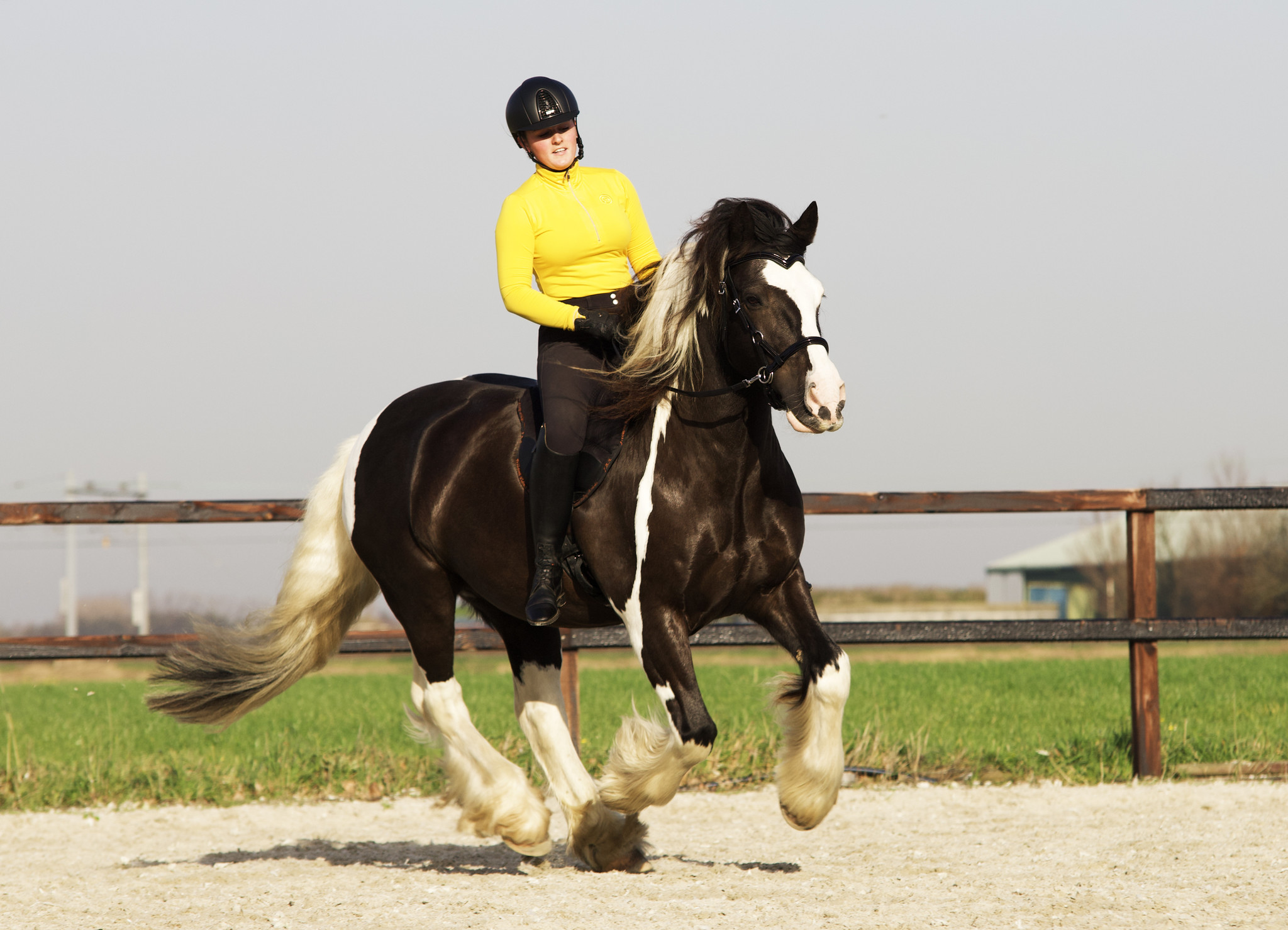 Pardoes de luxe sidepull bitless bridle Leder