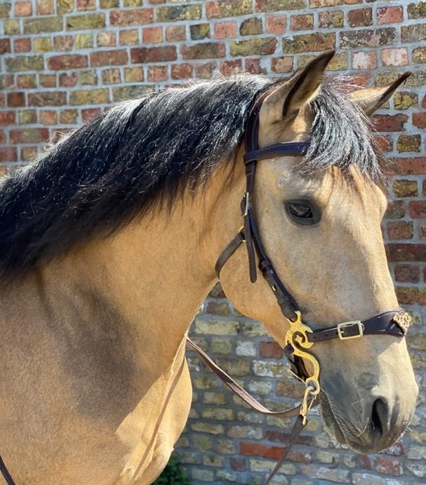 Bitless bridle Imperial leather