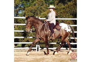 Test Bareback Pad Signor