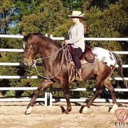 Test Bareback Pad Signor