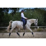 Libre Dressur baumloser Sattel