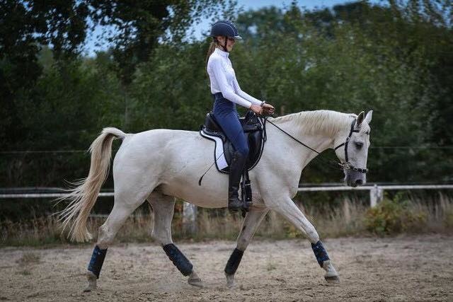 Libre dressage treeless saddle