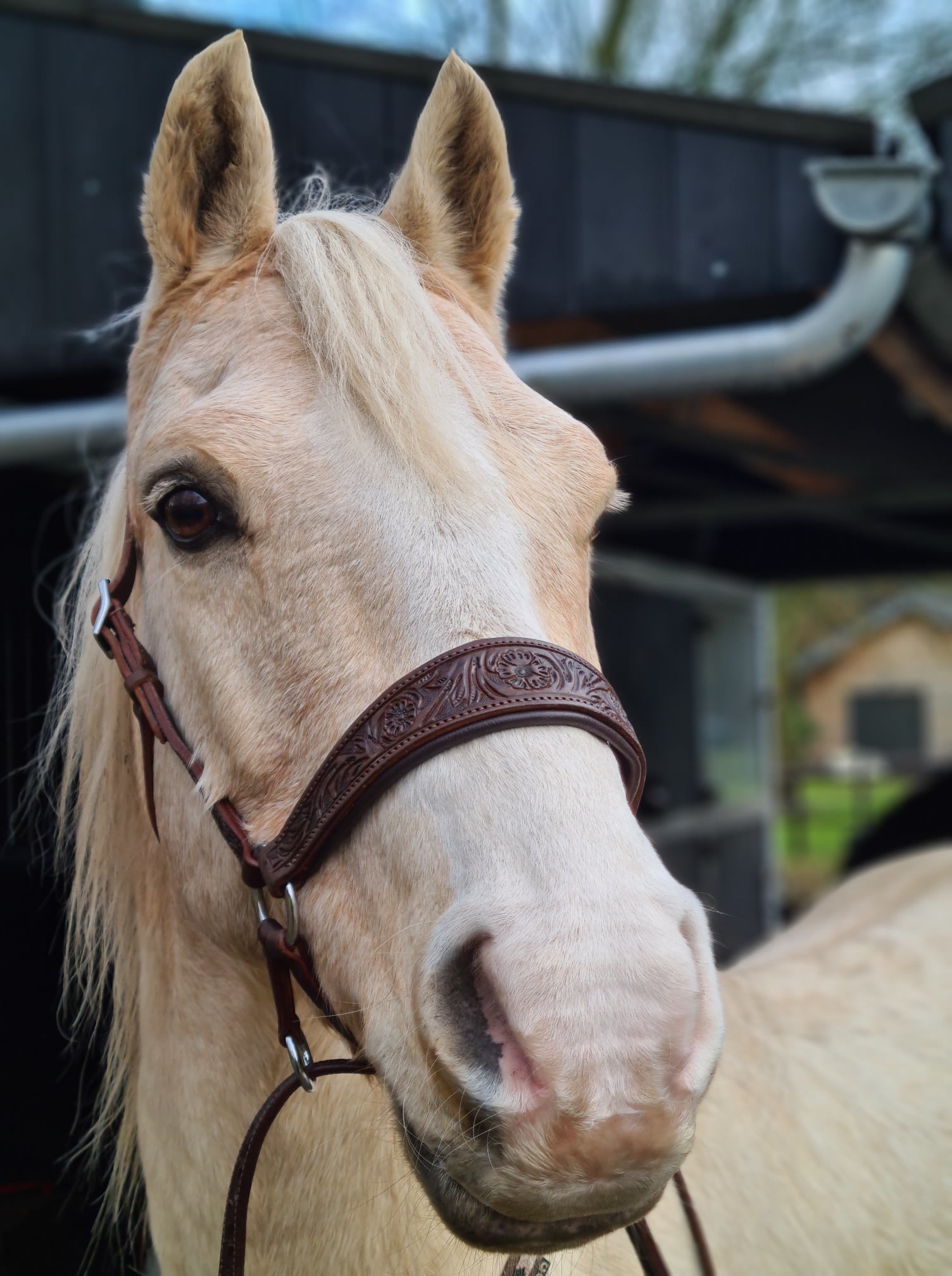 Rose chin crossed bitless bridle with reins