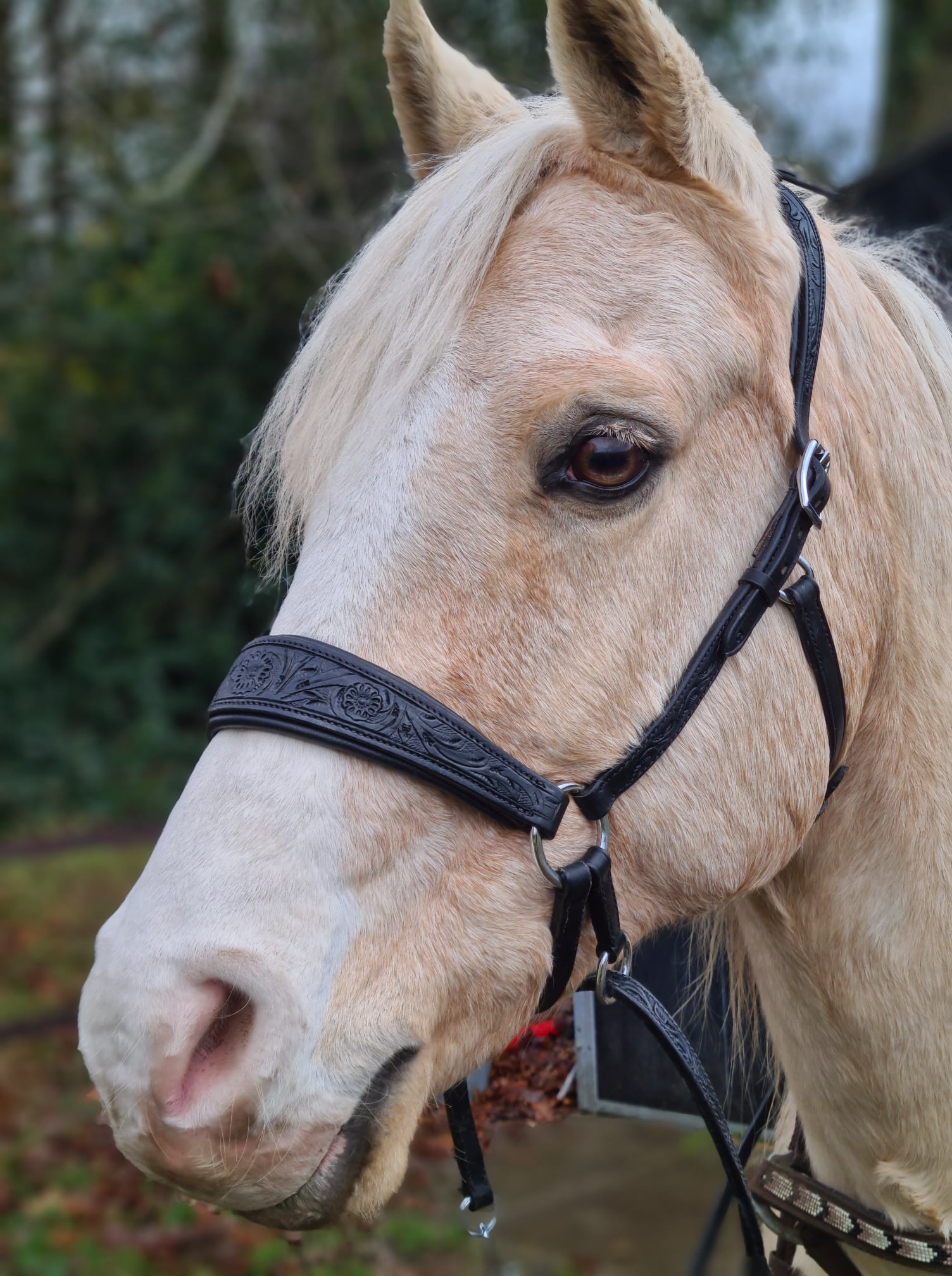 Rose chin crossed bitless bridle with reins