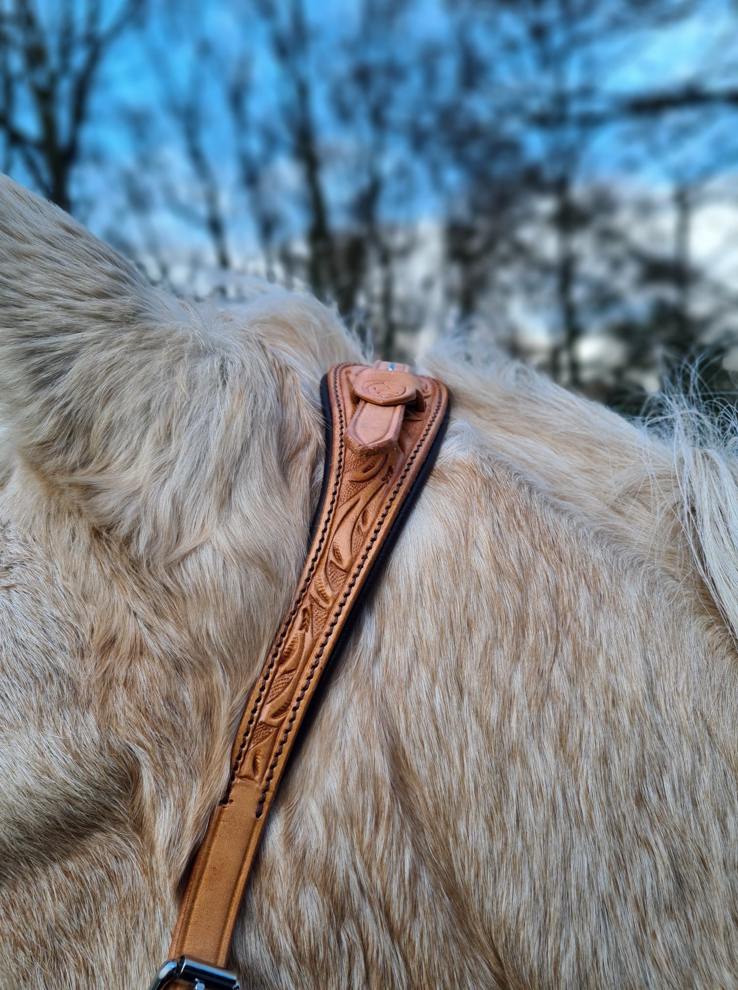 Gebissloses Zaumzeug mit gekreuztem Kinn  Rose mit Zugel