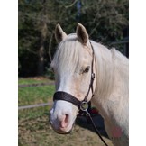 Rose sidepull bitless bridle