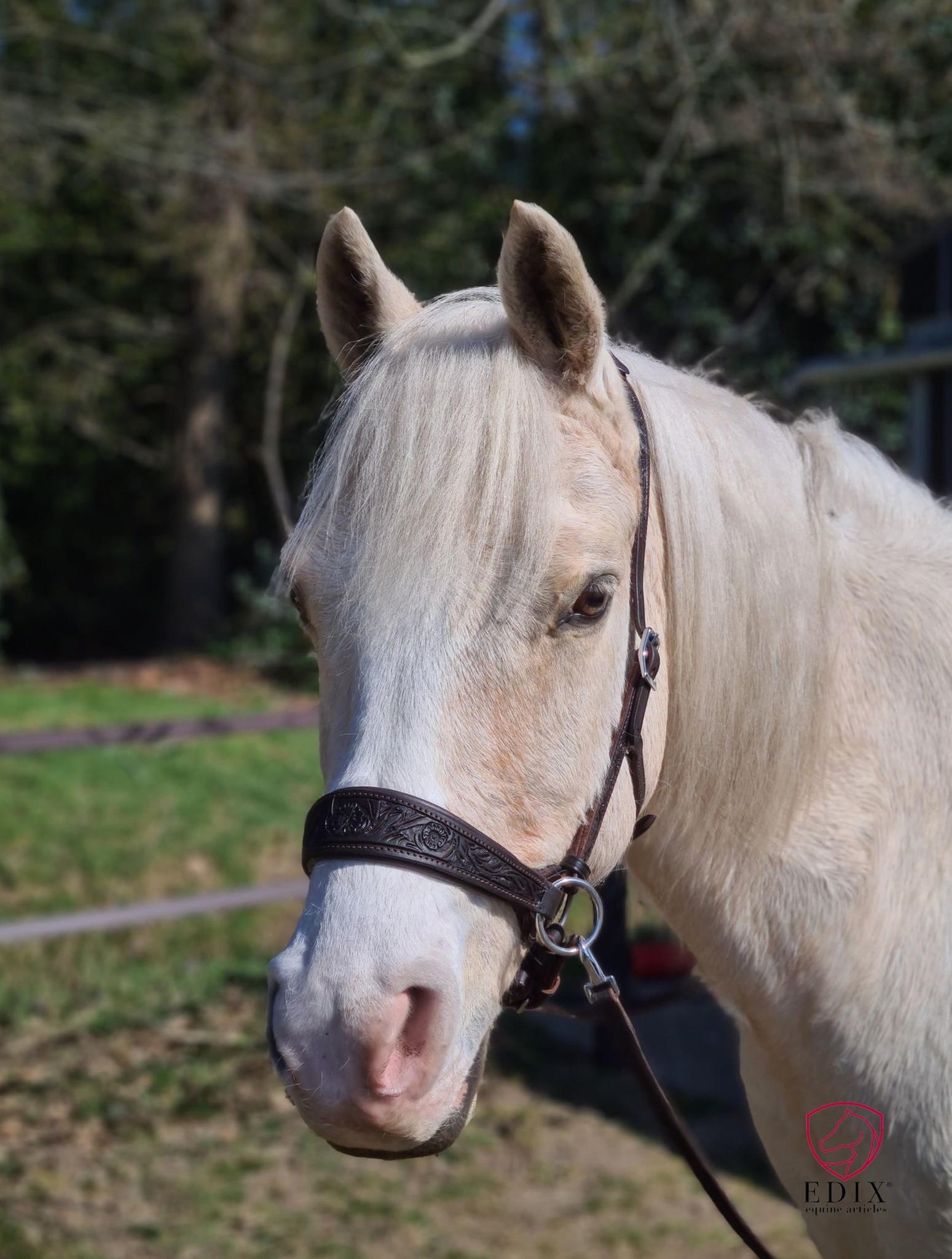 Rose sidepull bitless bridle