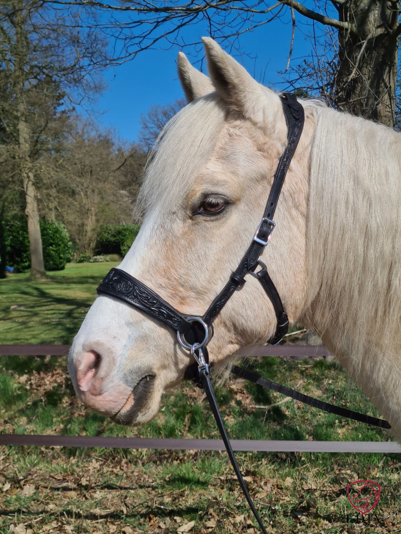 Rose sidepull bitless bridle