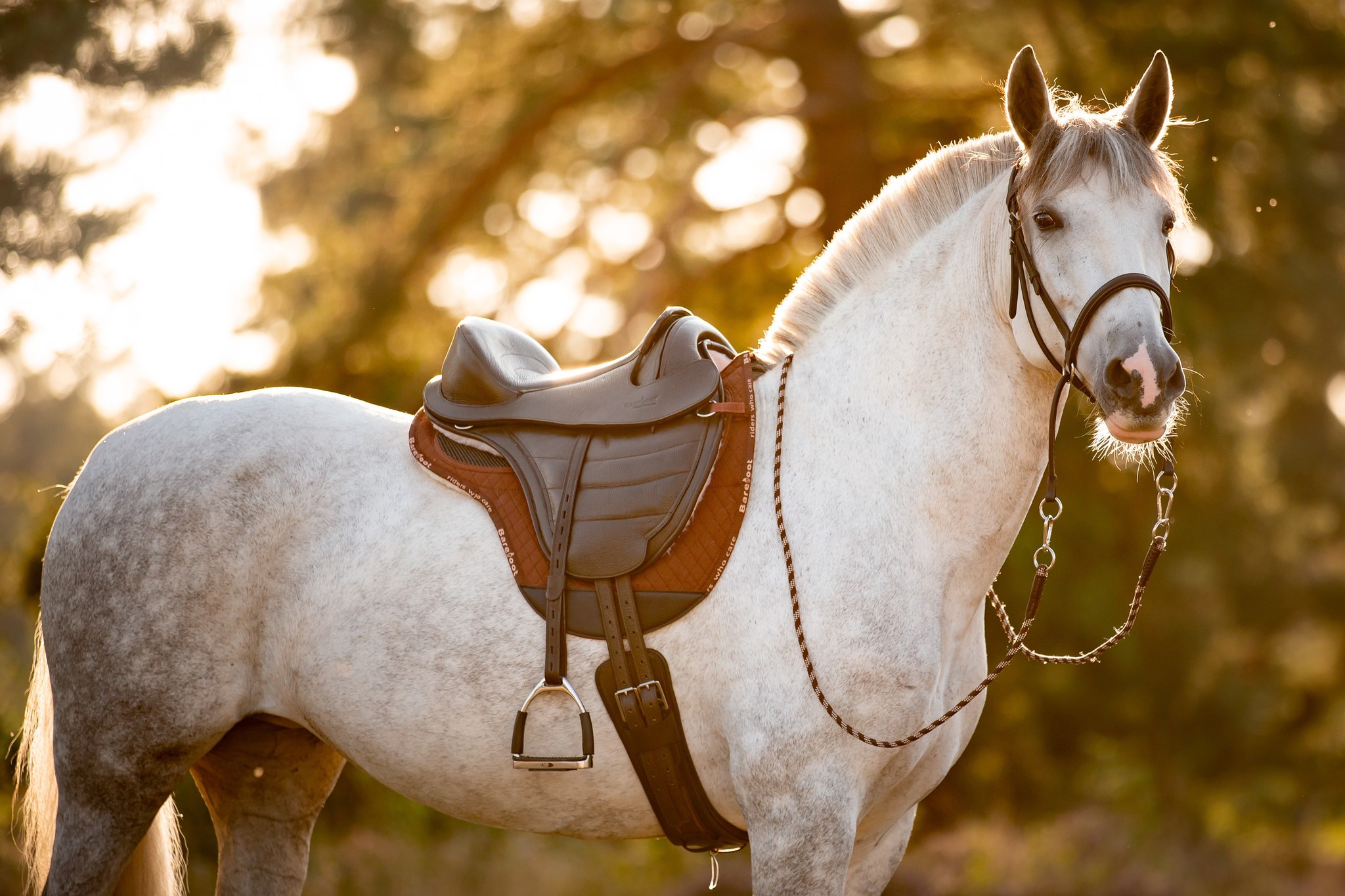 Pro Cheyenne veelzijdigheidszadel