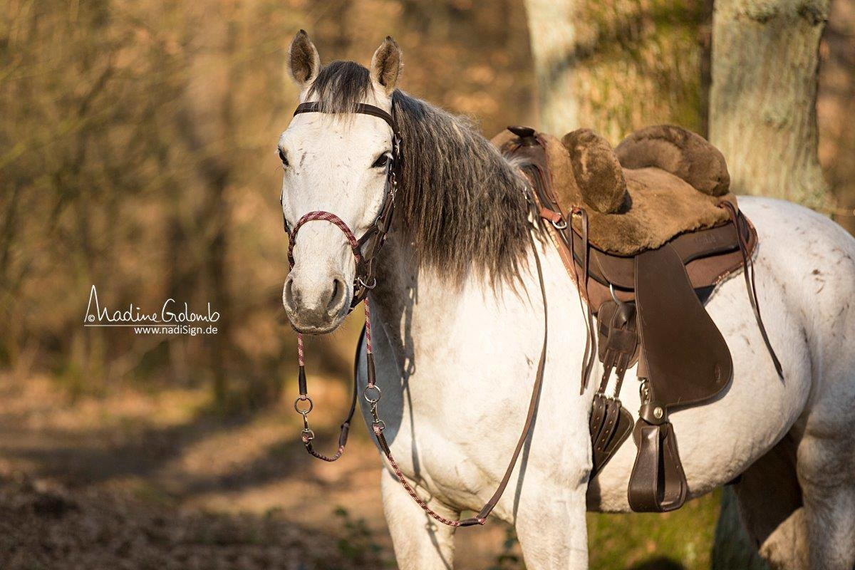 Testzadel Lazy Mountain maat 1