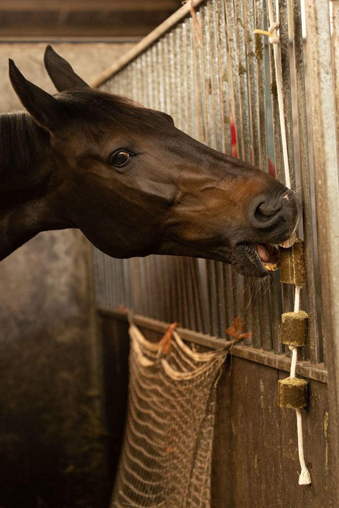 Alfalfa nibble block with play rope for Horses