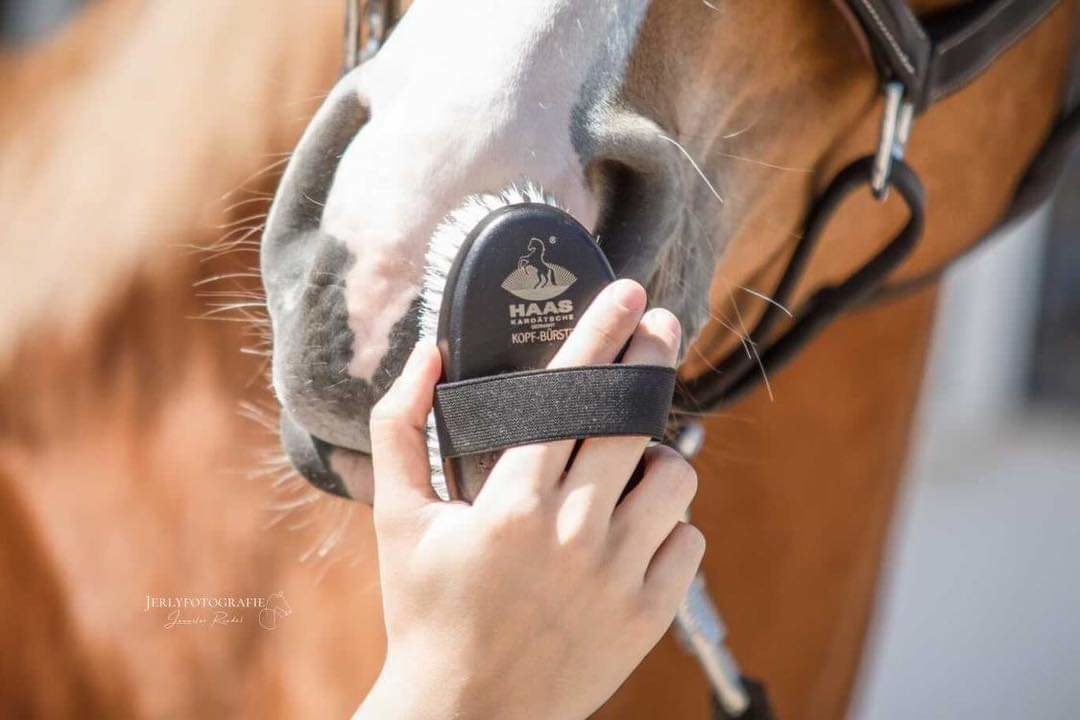 soft brush for the head made from animal material