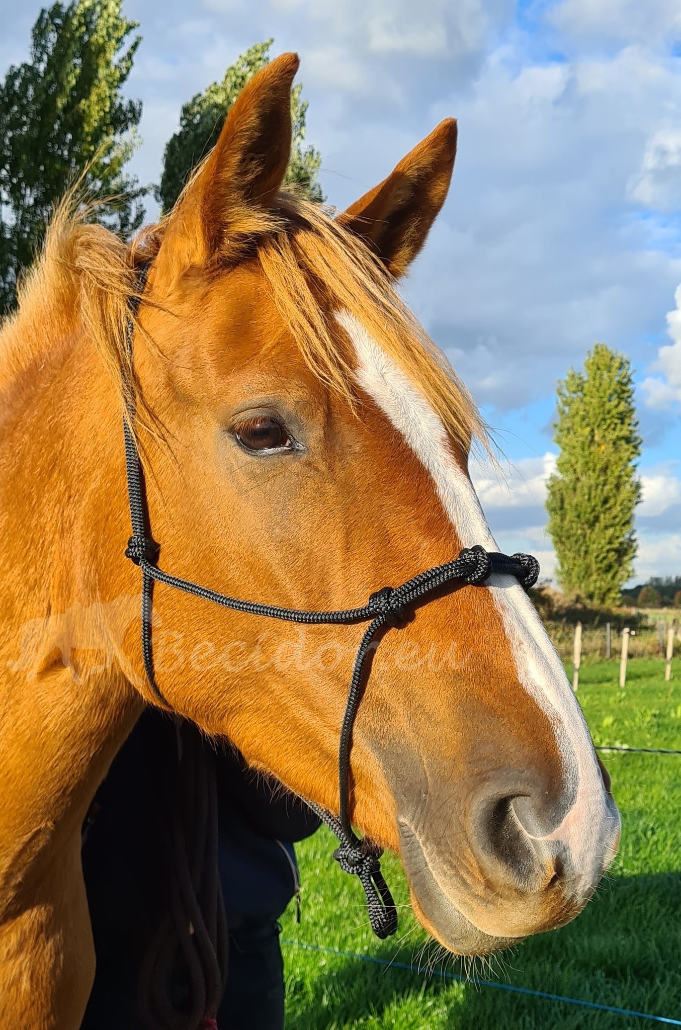 Rope halter with 4 knots on the nose