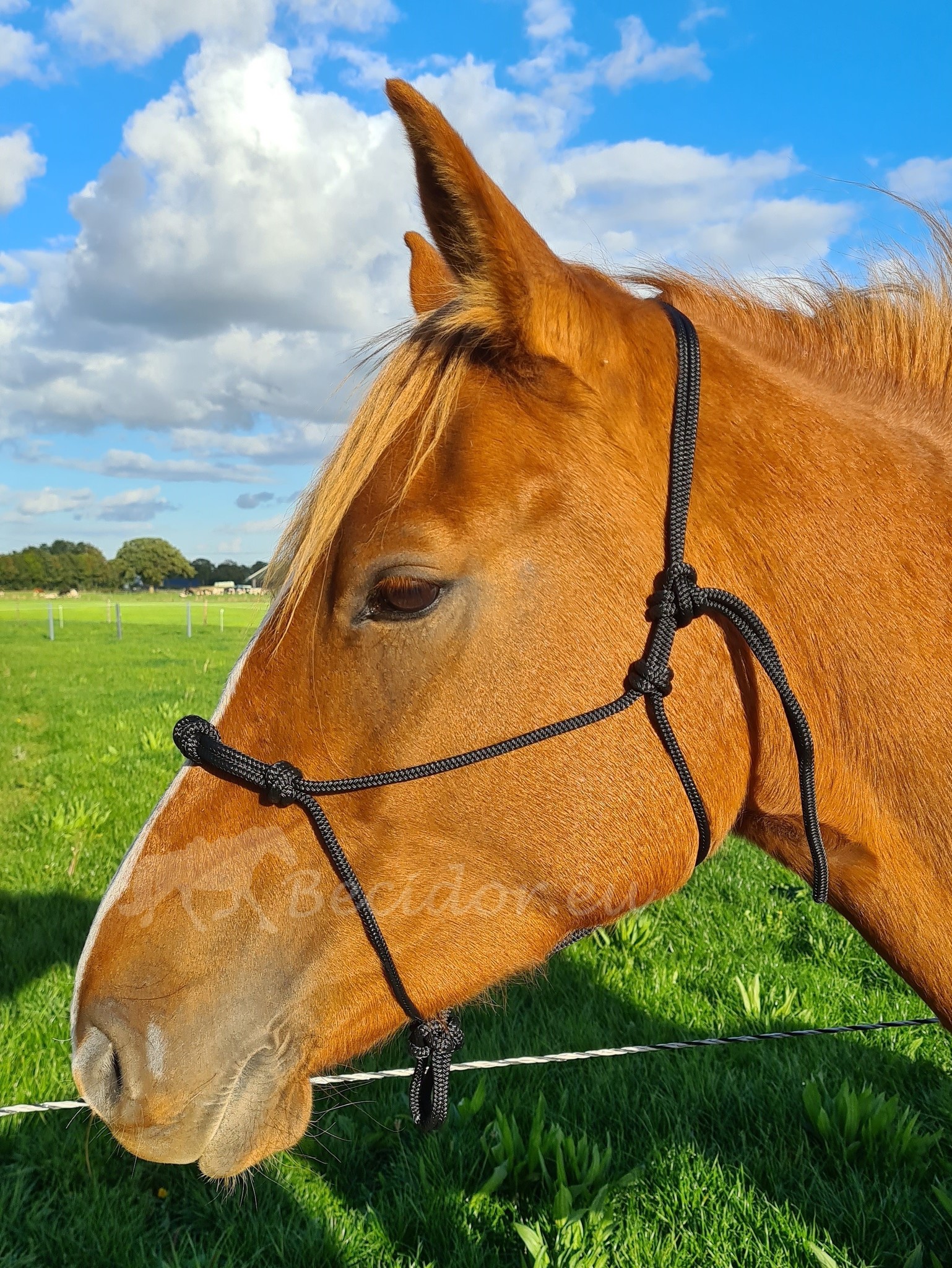 Rope halter with 4 knots on the nose