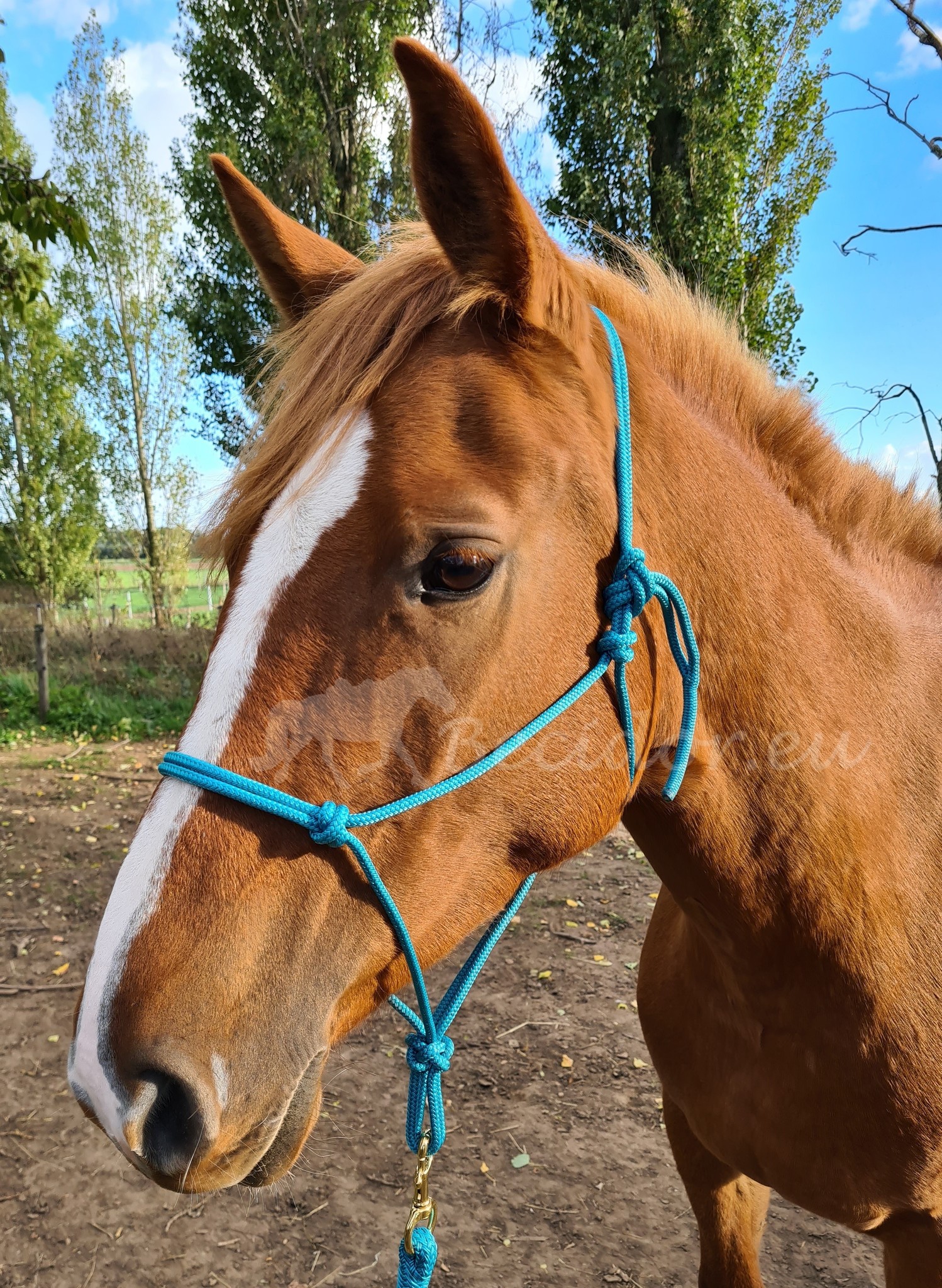 Knotenhalfter Profi made in europe