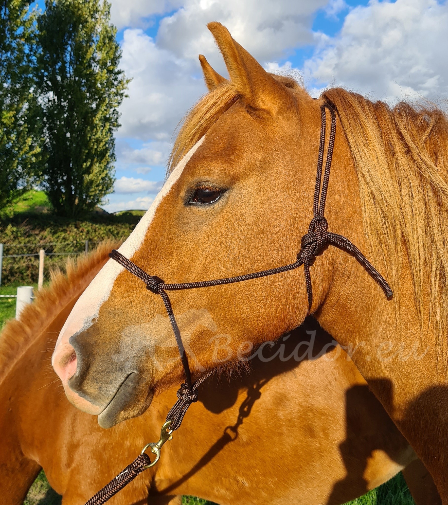 Knotenhalfter Profi made in europe