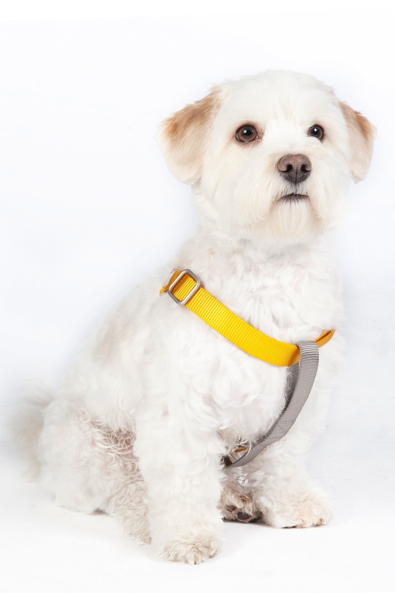 Hundegeschirr, Step-In -Anam Cara- Nylon