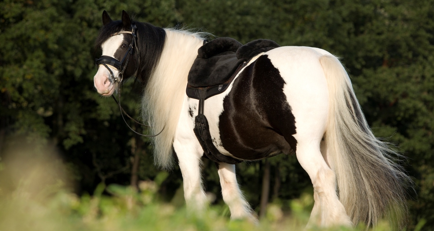 Barebackpad Iberica Plus lamsvel