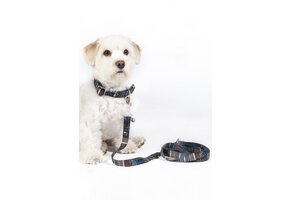 Dogs trainings leash