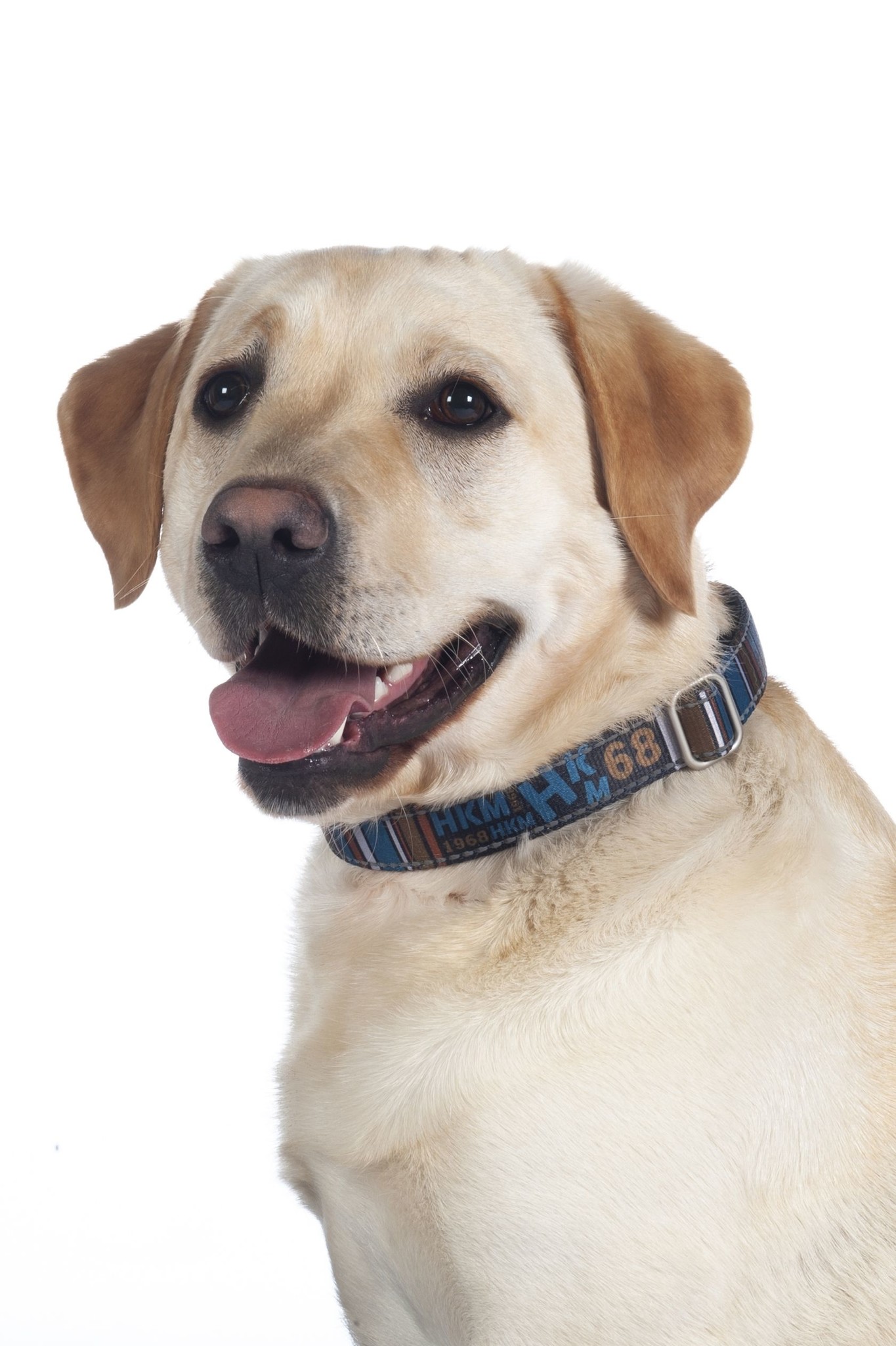 Hundehalsband -Anam Cara- bedruckt