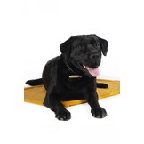 Hondendeken, omkeerbaar -Anam Cara-