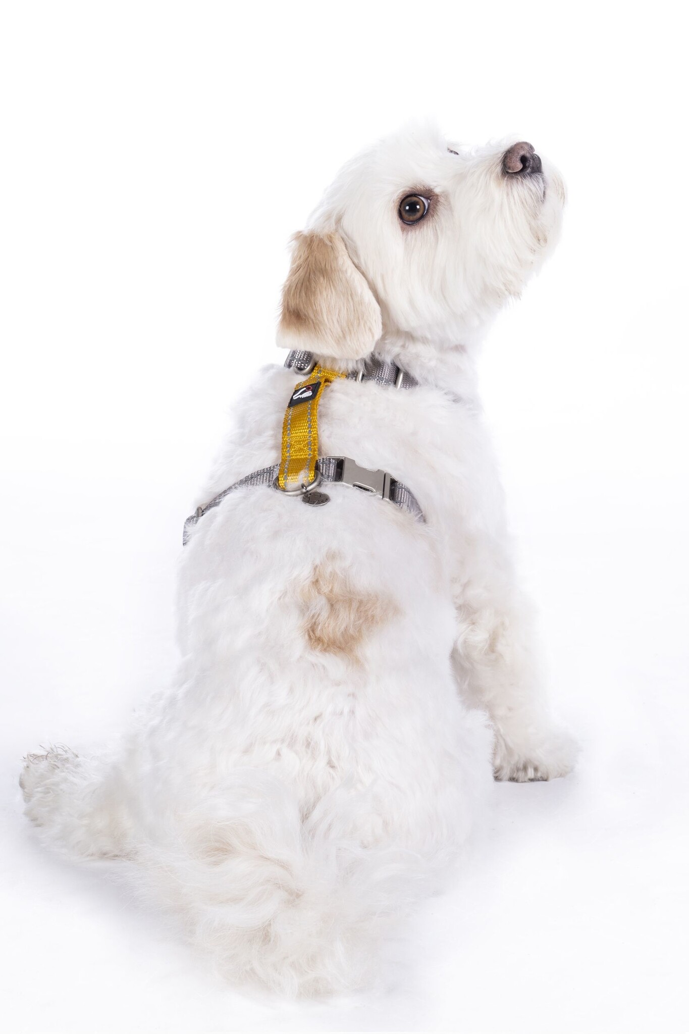 Hundegeschirr -Anam Cara Basic- Nylon