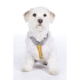 Hundegeschirr -Anam Cara Basic- Nylon