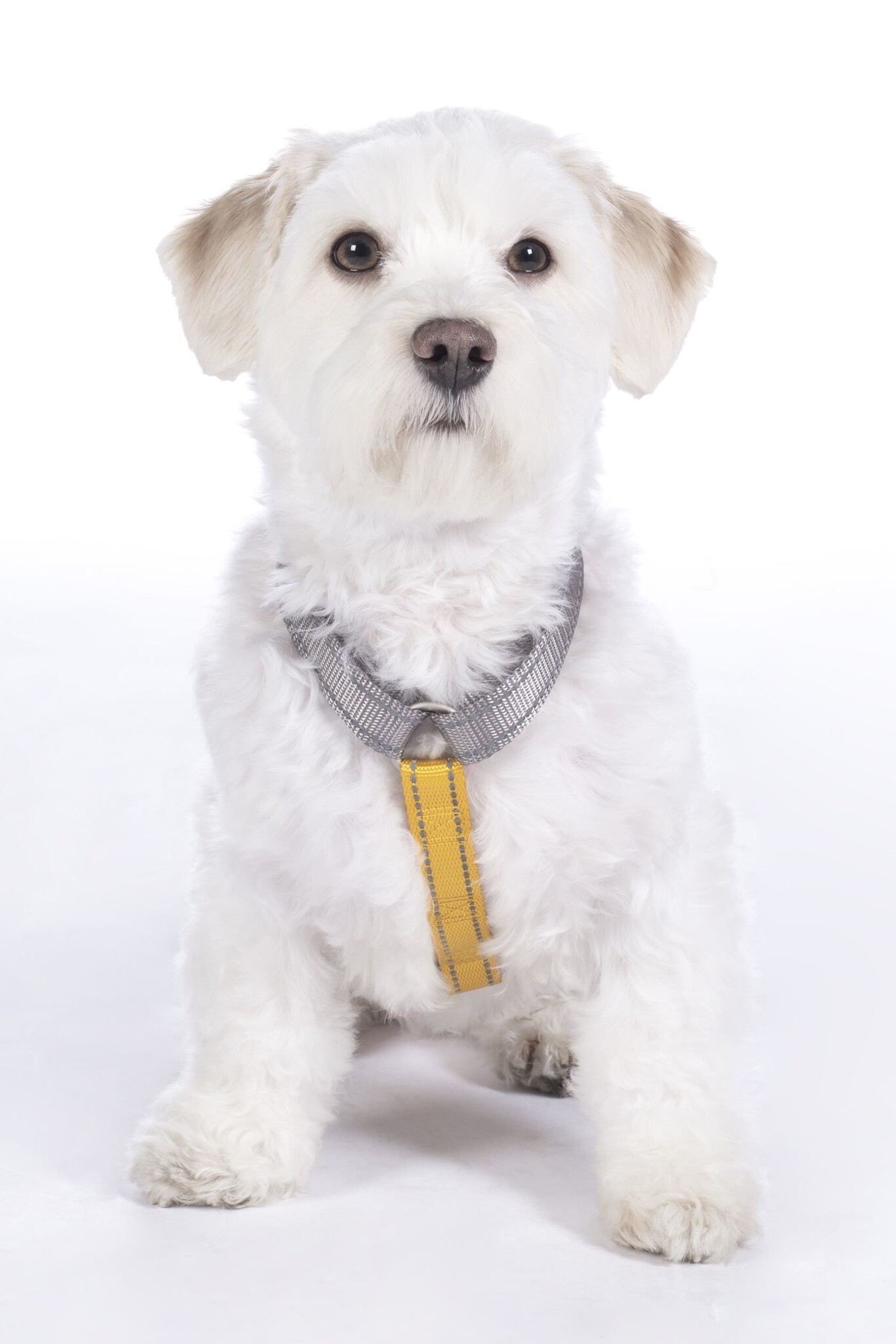 Hundegeschirr -Anam Cara Basic- Nylon