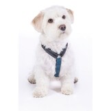Dog harness -Anam Cara Basic- nylon
