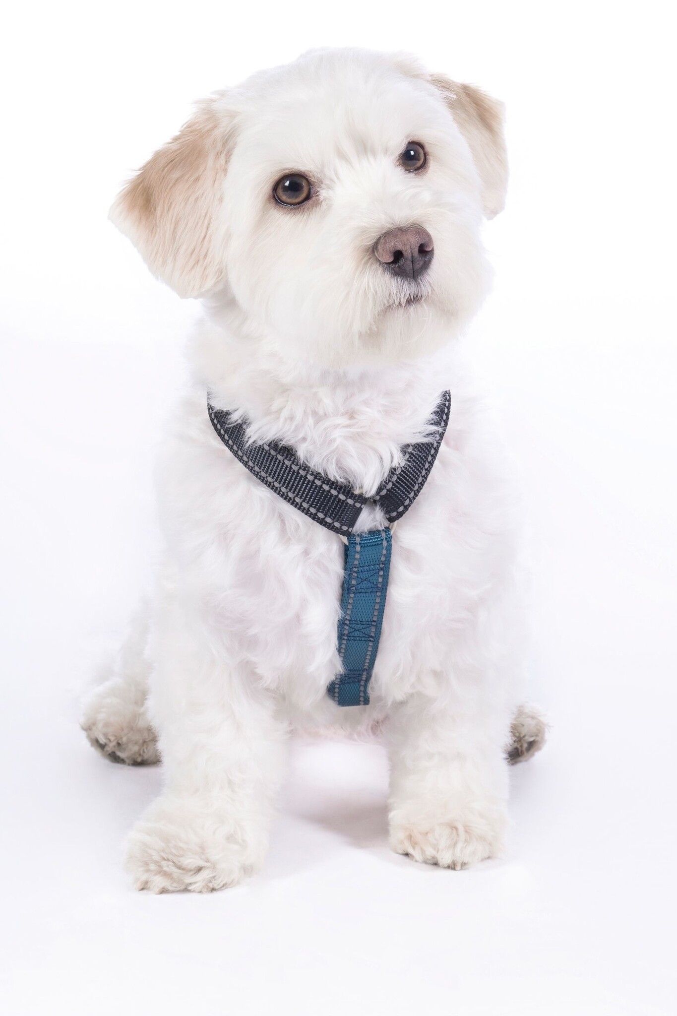 Hundegeschirr -Anam Cara Basic- Nylon