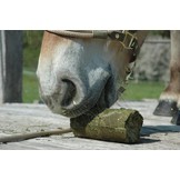 Alfalfa Hay Nibble Block for horses