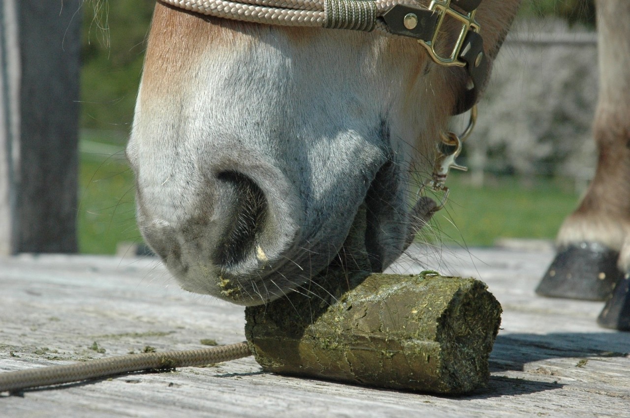 Luzerne hooi knabbelblok voor paarden