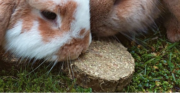 Wiese Knuspertaler fur Nager