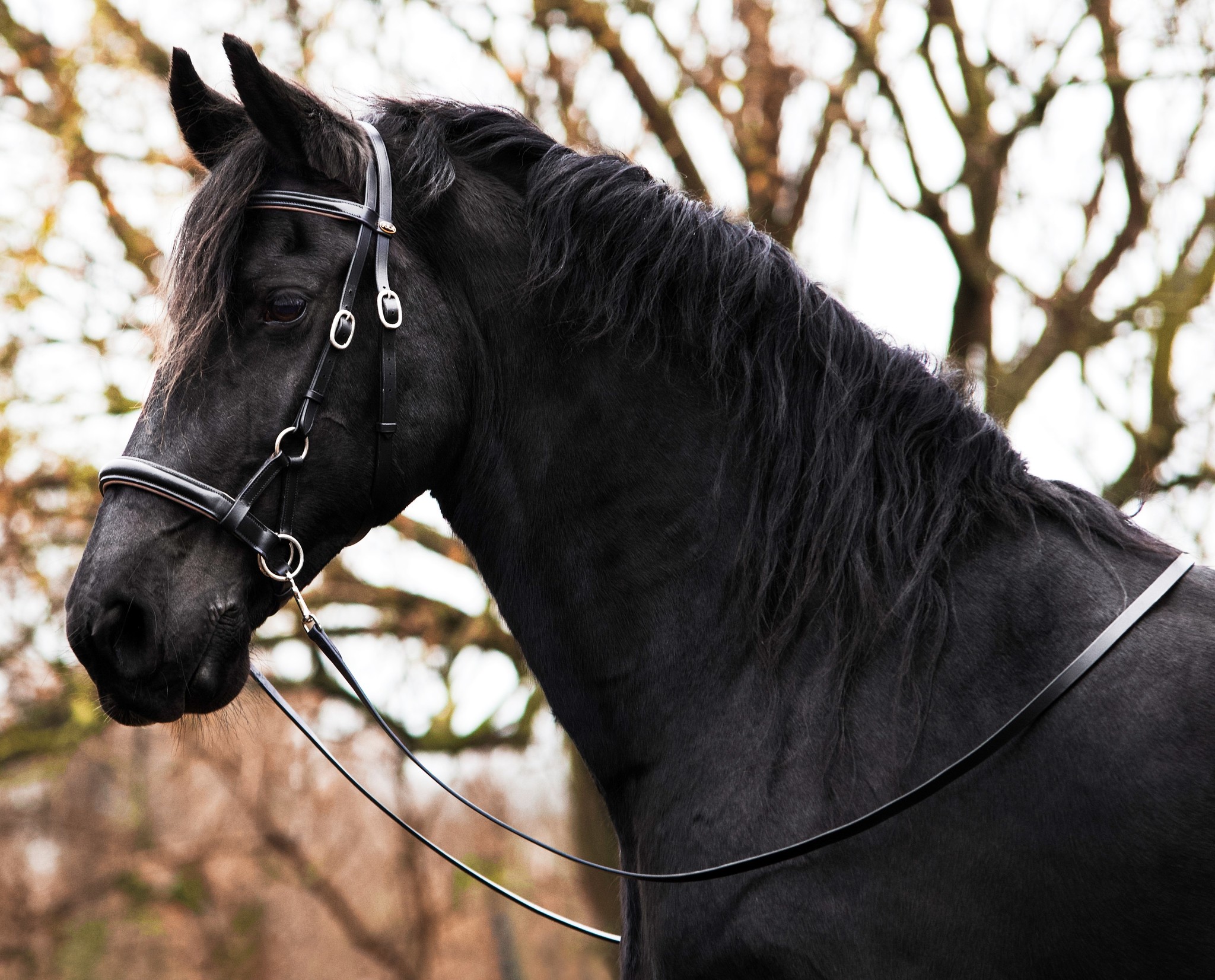 Pardoes de luxe sidepull bitless bridle Leder