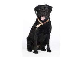 Hundehalsband mit Pull-Stop-Funktion Anam Cara