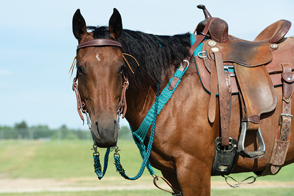Vorderzeug Ecoluxe Bambus