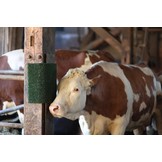 Kratz- und Reinigungsmatte KratzPad