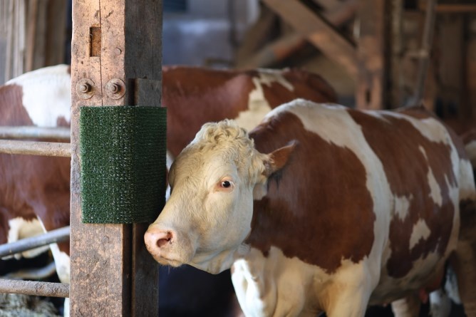 Scratch and Cleaning Mat
