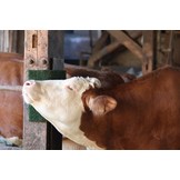 Kratz- und Reinigungsmatte KratzPad