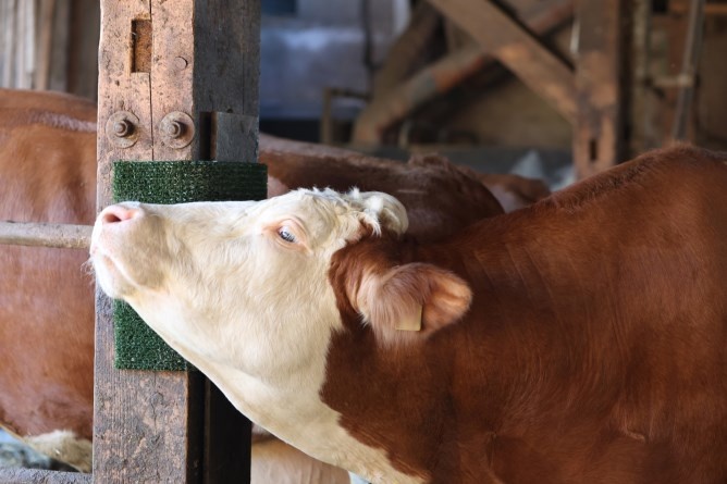 Kratz- und Reinigungsmatte KratzPad
