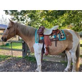 westernpad Synergy - Suitable for treeless saddles