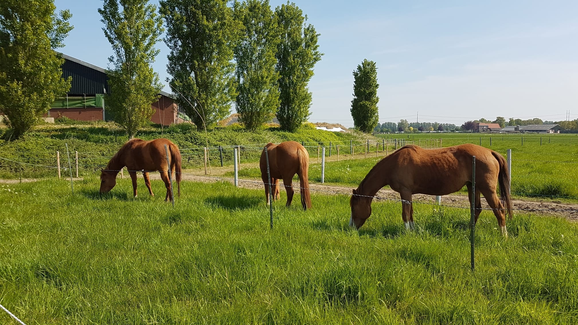 Een fijne wei met Agrobs graszaad