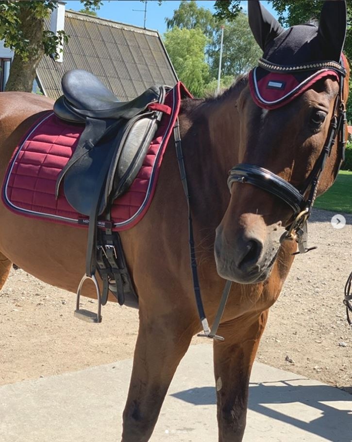 Memory V system dressage girth 40cm