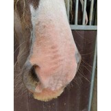 Equi sunblock lotion