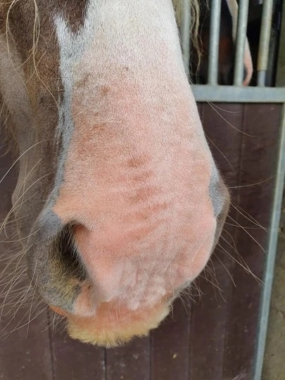 Equi sunblock lotion