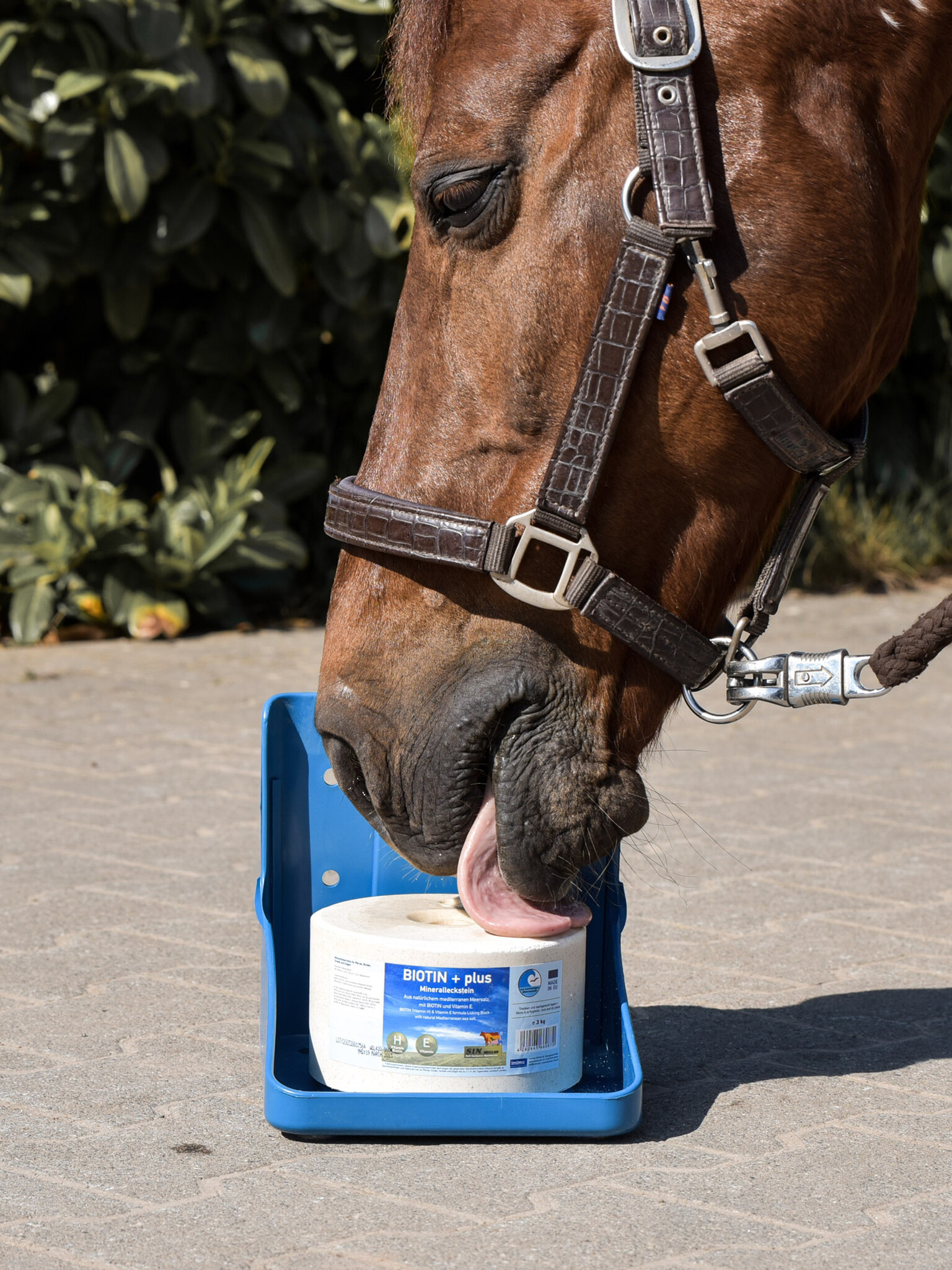 Lick Biotin- Biotin + plus horse 3kg