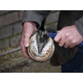 Silver hoof sticks ca 100 pc