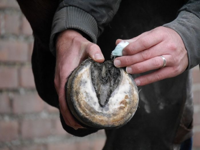 Silver hoof sticks ca 100 pc