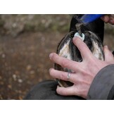 Silver hoof sticks ca 100 pc